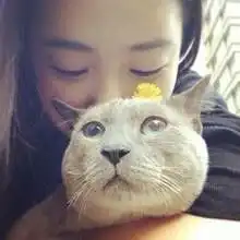 一只猫和一个女人头像
