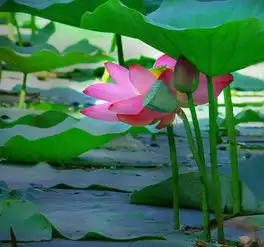 北国荷香
