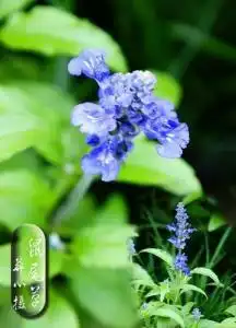 舌瓣鼠尾草
