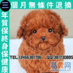 韩系泰迪茶杯泰迪犬实物拍摄保健康签合同