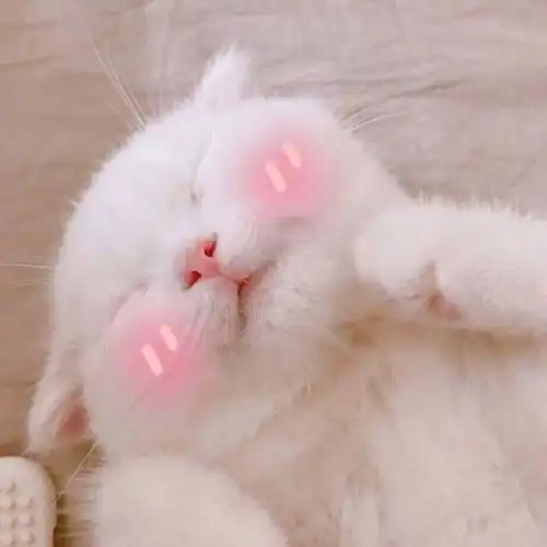 猫车群是真是假的那些豪车买的猫粮猫砂是真的吗
