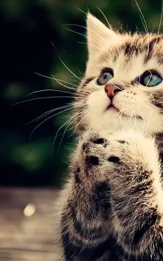 呆萌可爱小猫咪手机壁纸
