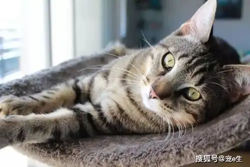 姚晨女儿逗猫照万人点赞猫是育儿神器,养猫对孩子的10大好处
