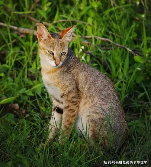 猫科动物里的网红现身西藏,身形苗条脸蛋呆萌,捕猎姿势堪比老虎
