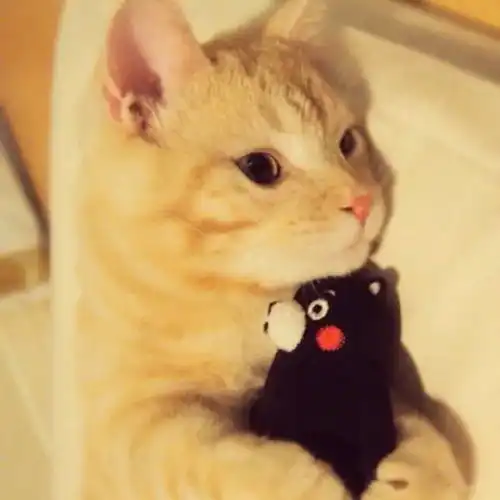 有没有好看的猫咪壁纸或头像
