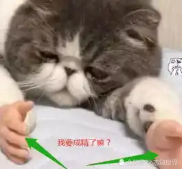 女孩半夜无聊,趁着猫咪睡着套上假手,醒来后怀疑人生
