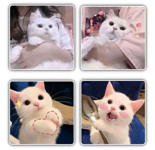 猫咪情侣头像可爱,动物情侣头像,狗狗情侣头像搞怪,狗狗情头,柴犬情头,柴犬可爱头像情侣,猫咪情侣头像可爱,猫猫的情侣头像,猫猫情侣头像无水印,猫咪情侣头像无水印
