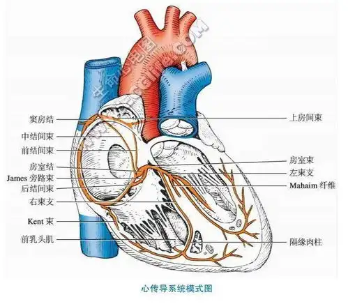 最全面的心脏传导系统讲解
