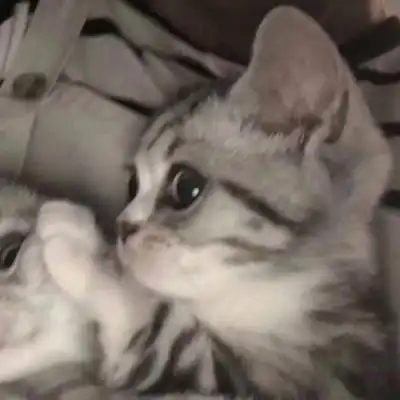 猫系列的情侣头像一左一右2020年两个猫咪的情头超萌版
