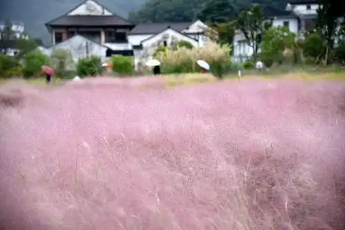 萧山这片网红花海已上线满眼粉色,浪漫十足...
