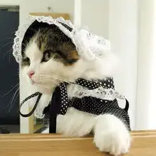 loli少女猫
