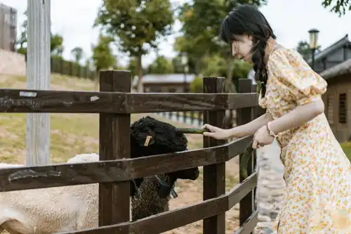 1h直达梦幻庄园,体验农耕文化品尝有机蔬果喂养小羊羔,不去迪士尼也能重拾童心
