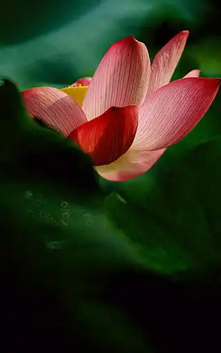 唯美荷花高清手机壁纸

