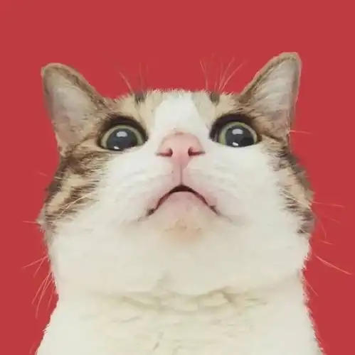 有哪些好看的猫咪情头
