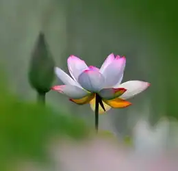 酷暑送荷香
