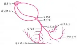 2分钟读懂心脏传导系统结构和生理心电图学习一日通
