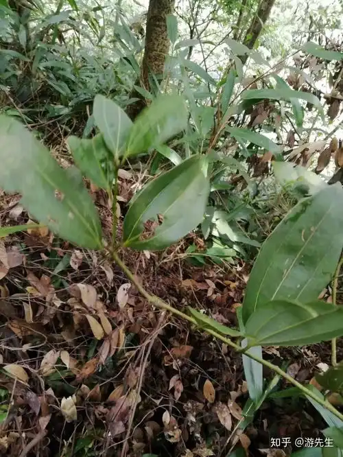 调料里的桂皮是桂花树的树皮么香叶是什么的叶子
