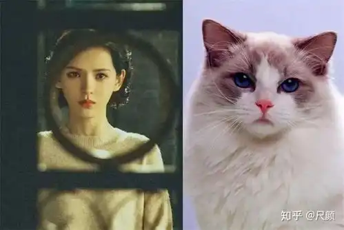 猫系长相有什么共同特点呢
