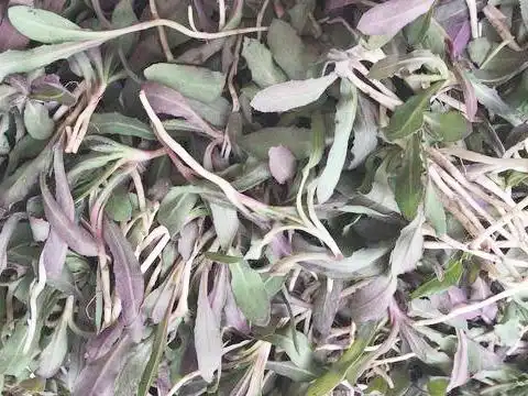 小满三候苦菜秀又到了去野地里挖苦菜吃苦菜的时候

