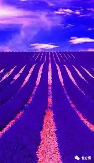 蓝紫的炫色,熏衣草花海之美
