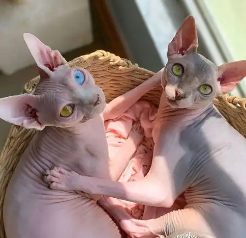 女儿选择了一只斯芬克斯猫之后,她很犹豫,现在家里有5只
