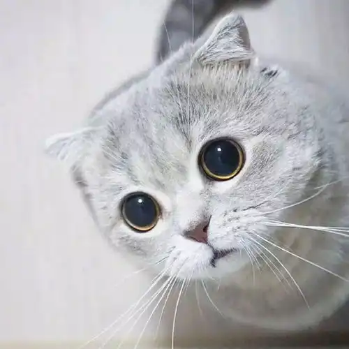 一只有点不开心的猫咪..
