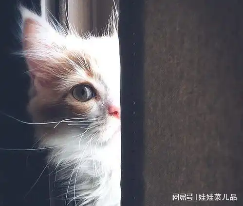 遇到猫系女生,你就偷着乐吧
