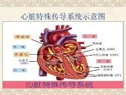心脏传导系统
