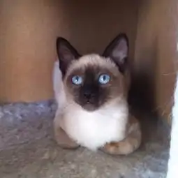 图重庆自家繁殖金吉拉猫中贵族仙女猫可看猫签订协议重庆宠物猫
