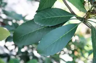 对枇杷树叶子的外形描写
