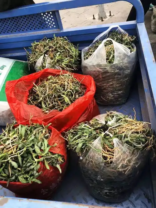 在静乐街头买苦菜有感而发

