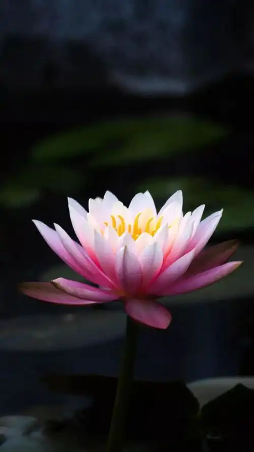 精美莲花壁纸
