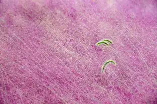 超梦幻浪漫粉,引爆你的少女心,快来浦东滨江打卡吧
