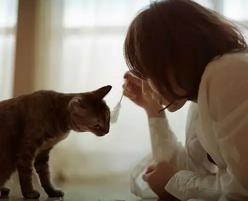 猫咪对你忠不忠心,通过这6个小细节就能看出

