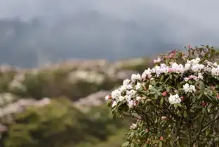 神农架高山杜鹃盛开
