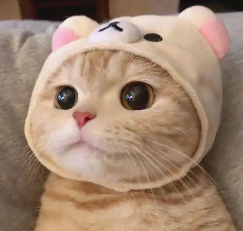 什么样的人需要养猫若你在其中,赶紧养一只猫吧
