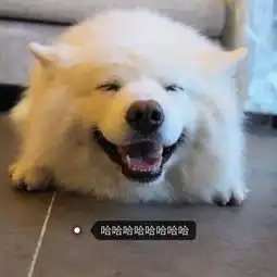 baymax.大白的美拍
