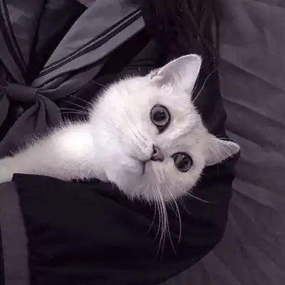 温柔抱猫部位闺蜜头遇到那么多女生头像我要个性网

