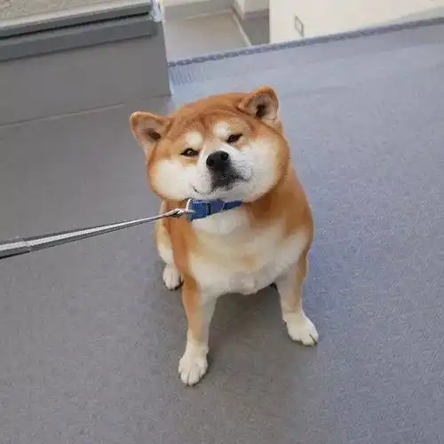 一柴犬因笑容治愈走红网络网友承包了我2018年的头像
