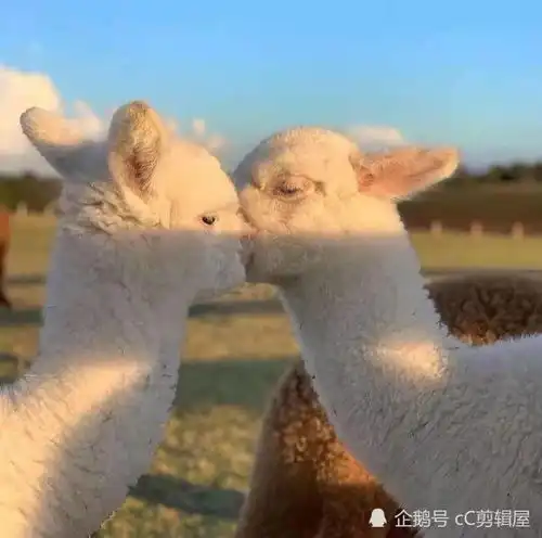 甜甜的文案快发给你最爱的那个人看趴
