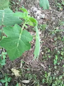 请问下这是什么植物叶子上有长刺的
