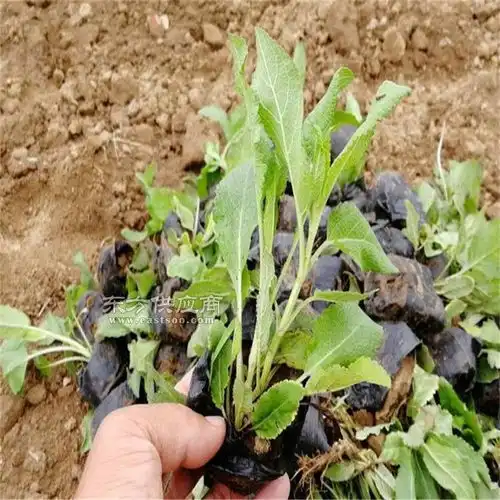海南鼠尾草地栽苗哪里有图片
