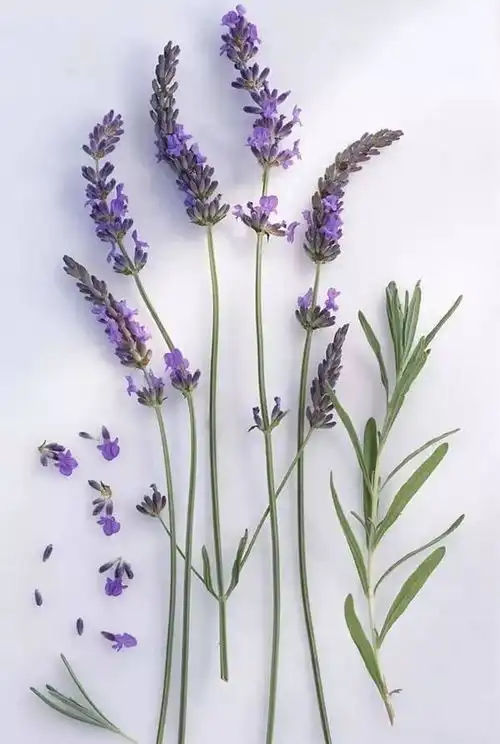 我的薰衣草为什么没有香味
