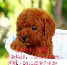 标题泰迪熊纯种健康的泰迪熊首选信誉好的
