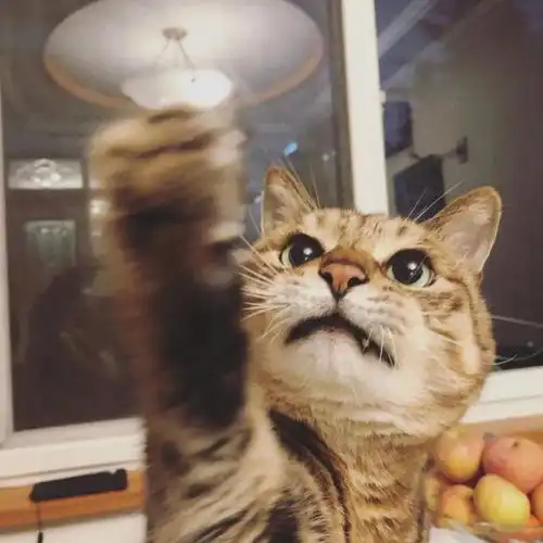 狸花猫有这些坏毛病,其实智商高的体现
