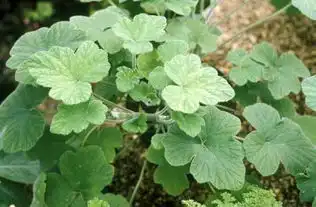 香叶是什么啊

