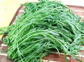 绿色野菜扫帚菜甜苣菜
