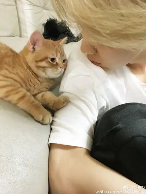 鹿晗的猫pk网友的猫bigbang权志龙李孝利井柏然少女时代宋慧乔等明星萌宠长啥样
