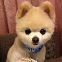 2018微信q版狗头像微信头像图片大全
