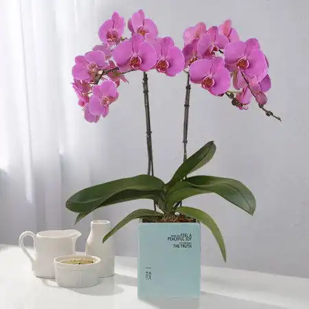 一枝荷兰孟菲斯memphis2梗蝴蝶兰盆栽花卉兰花办公室室内客厅绿植礼品带花条纹粉含盆冰岛绿方
